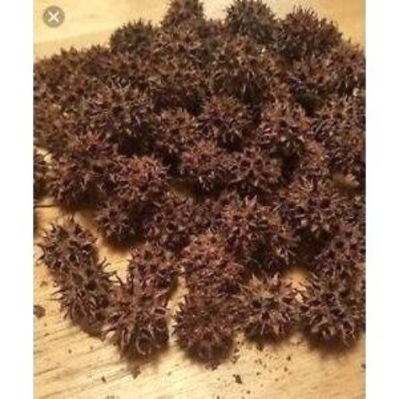 100 Sweet Gum Tree Balls Spiked Craft Decor Monkey Balls Spikey Brown Burrs - Picture 5 of 8